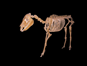 HorseFossil2.png
