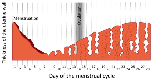 MenstrualCycleGraph1.png