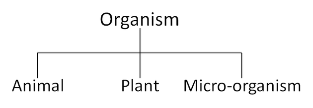 OrganismClassification.png