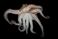 OctopusWater.png