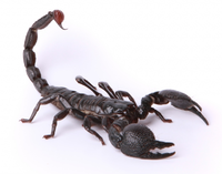 Scorpion.png