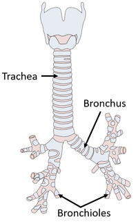 Trachea.png