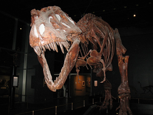 TyrannosaurusFossil.png