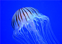 JellyfishWater.png