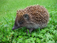 Hedgehog.png