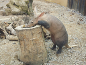 Aardvark2.PNG