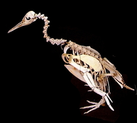 BirdSkeleton.png