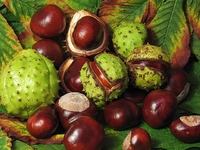 HorseChestnut.png