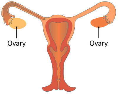 ReproductiveSystemOvary.png