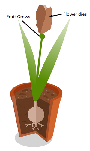 PollinatedFlower2.png