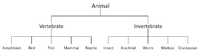 AnimalClassification2.png