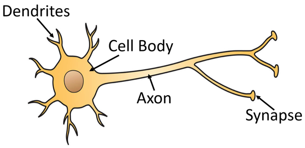 Motor Neuron - Key Stage Wiki