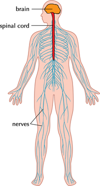 NervousSystem.png