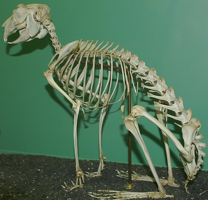 ArcticHare4-Skeleton.PNG