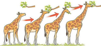 GiraffeEvolution.png