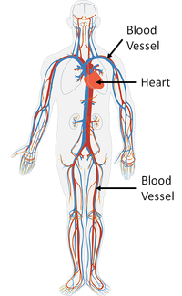 CirculatorySystem.png
