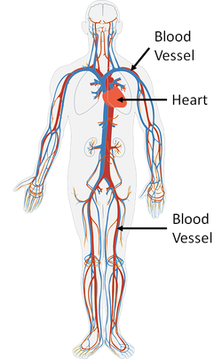 Circulatory System - Key Stage Wiki