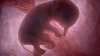ElephantFoetus.png