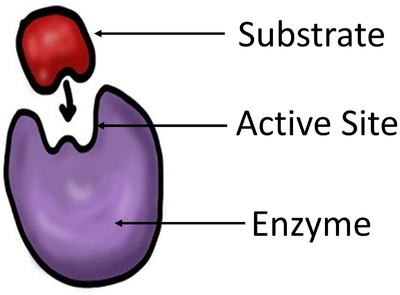 EnzymeDiagram.png