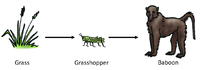 FoodChain8.png