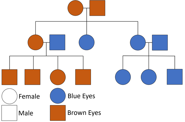 what is a pedigree chart definition