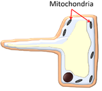 RootHairCellMitochondria.png