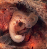 Embryo2.png